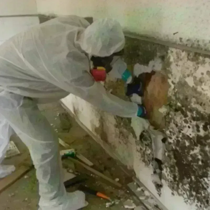 Mold Remediation and Removal in Capron, IL